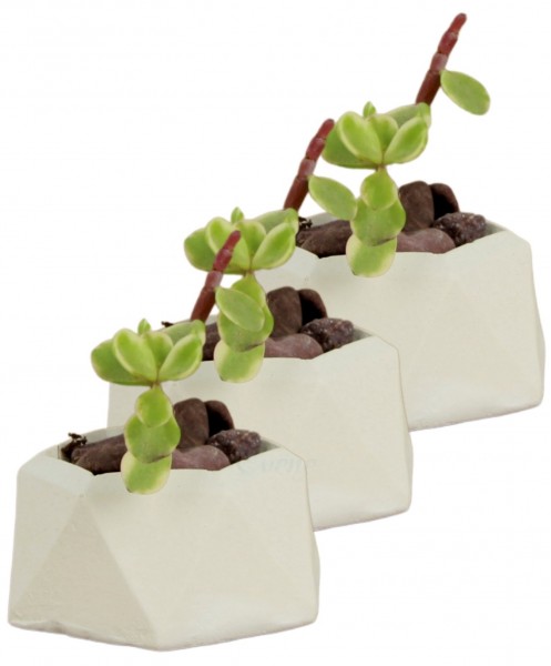 Mini Çiçek Saksı Küçük Sukulent Beyaz Kaktüs Saksısı 3lü Set Mini Poly 2 Model